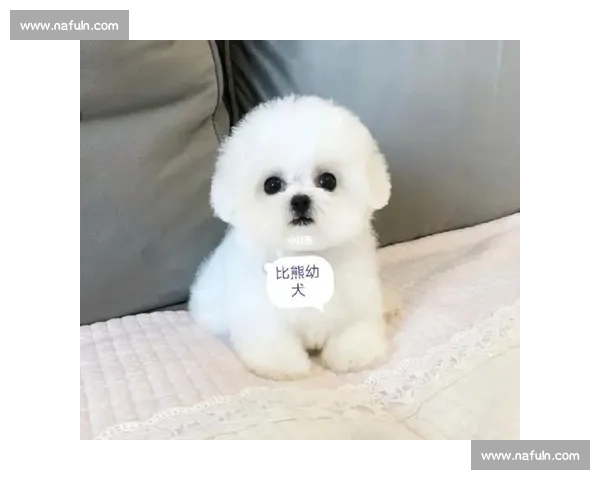 比熊犬赛场争锋精彩纷呈 各路选手展现萌态与风采 比熊犬赛场争锋精彩纷呈 各路选手展现萌态与风采